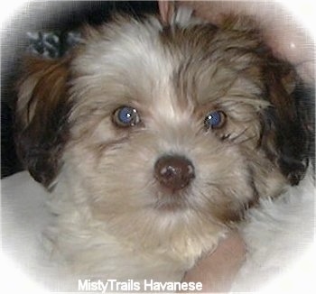 Havanese with blue store eyes